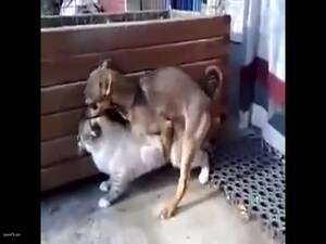 Cats Sex Porn - 17.DOG FUCKING CAT - LuxureTV