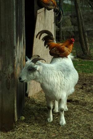 Goat Chicken Porn - Free Ride | Goats, Raising chickens, Animals