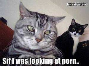 Cat Porn Captions - funny-pictures-sif-looking-at-porn