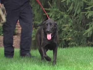 k9 porn 40s - A K9 dog was responsible for taking down former Subway spokesman and future  prisoner Jared Fogle. When authorities served a federal search warrant on  ...
