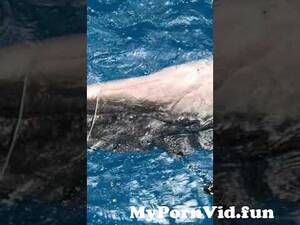 dolphin vagina cam - japanese Dolphin's pussy from dolphin pussy vag Watch Video - MyPornVid.fun
