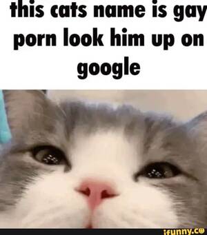 Cat Porn Captions - This cats name Is gay porn look him up on google - iFunny Brazil