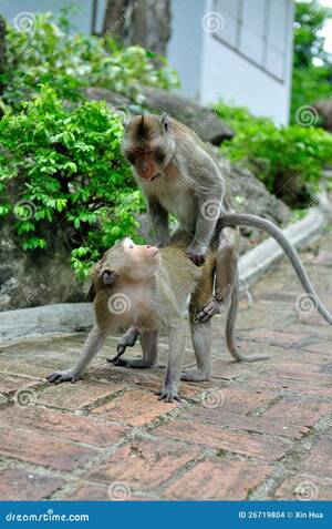 Monkeys Mating With Humans Sex - Monkey Mating stock photo. Image of humanoid, head, cage - 26719804