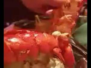 Lobster Porn - Lobster porn