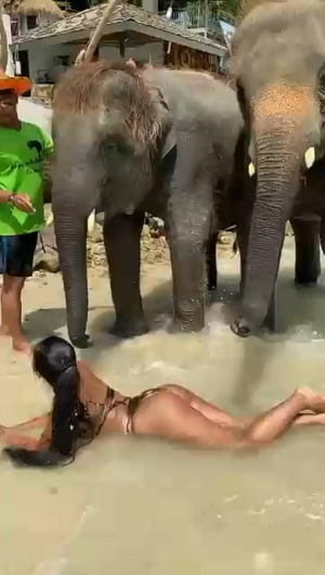 Elephant Fucks A Woman Porn - Happy lucky ðŸ€ elephant : r/CrazyFuckingVideos