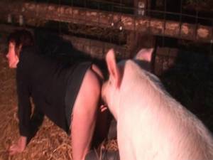 amateur homemade fuck pig - A Pig - Horse and Dog fucks a young wife in Farm or Woman Sex Boar Or Pig,  The Best Animal Fuck | HOMEMADE PORN VIDEOS at SheAmateur.com