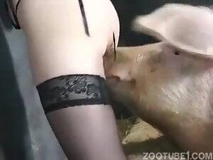 asian pig sex - Zoophilia Search Results for pig