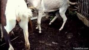 Goats Sex Movies - Donkey gets on top of goat and shoves cock inside its vagina