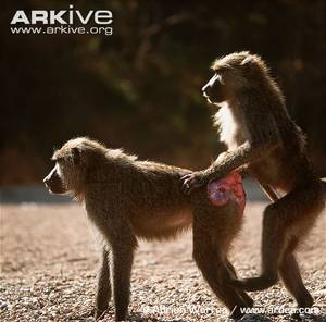 Baboon Sex - These are baboons, who are also classed as higher primates. I couldn't