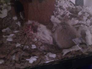 Hamster Porn Dancing Bear - So one of my hamsters ate my other hamsters head off. k. : r/WTF