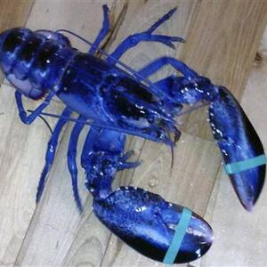 Heavy Lobster Porn - Maine man catches rare blue lobster | Lifestyles | mankatofreepress.com