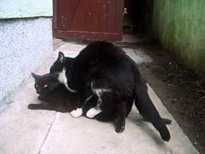 Cats Mating Porn - Cats mating