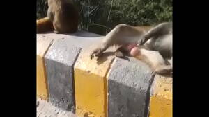 Monkey Cum Porn - You don't see monkey's masterbation before - XVIDEOS.COM
