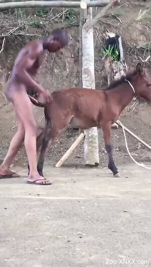 Donkey Fucking Porn - Naked black dude ass fucks donkey in amateur outdoor XXX