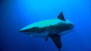 Great White Shark Sex Porn - White shark - Reproduction, Migration, Behavior | Britannica