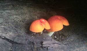 Mushroom - Mushroom Porn by mitsubishiman on DeviantArt