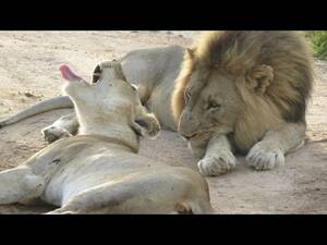 Lion Porno - Lion Animal Porn- (Mating Lions) - YouTube