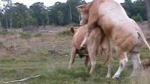 fat cow fucking - Cows Animal Porn