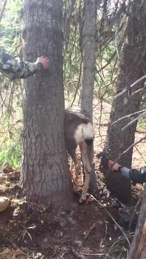 Man Fucks Deer 2 - Rescuing a deer trapped between two trees : r/HumansBeingBros