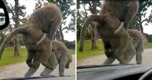 Baboon Sex - Baboons having sex on car windscreen at Knowsley Safari Park | Metro News