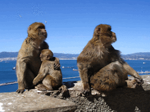 Monkey Sex Fetish - Don't pet me, I'm writing: Wild monkey sex