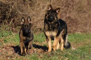 German Shepherd Porn Sites - At What Age Do German Shepherds Mature From a Puppy? Physically & Mentally  | Hepper