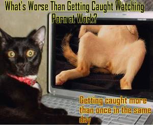 Funny Watch Porn - LOL, I Thought That It's Only Humans Who Watch Porn