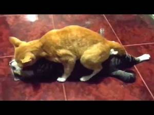 Cats Mating Porn - PartCats Mating Hard And Fast Up Close Funny Animals Mating Compilation  Funny Cats Mating