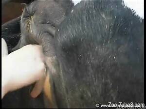 cow fisting pussy - Sexy zoophile fisting a cow's pussy outdoors