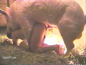 Gay Piggy Porn - Zoophilia Porn Gay ] Man gets pounded by a pig in wild beastiality session  - LuxureTV