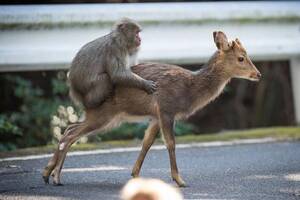 Monkey Sex With Women - This monkey and deer have the hots for each other