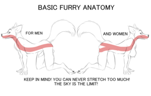 Furry Anatomy Porn - Anatomy_irl : r/furry_irl