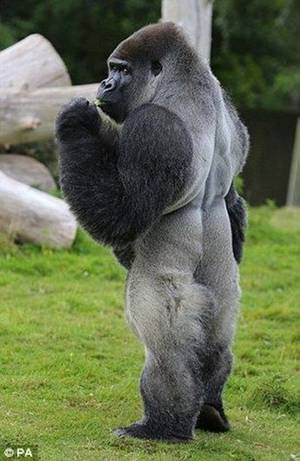 3d Gorilla Animal Porn - Ambam is a silverback gorilla who lives with his family in Kent, England at  the Port Lympne Wild Animal Park. In most photos Ambam looks just like the  other ...