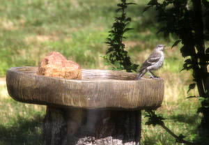 Bird Bath Porn - Spending hours on end sitting on the porch really provided me with a secret  window into the workings of all the neighborhood bird life.
