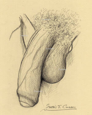 Big Dick Porn Pencil Drawings - Penis Drawings With Prints And Scans â€¢ Condren Galleries