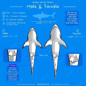 Great White Shark Sex Porn - The Differences between male and female sharks