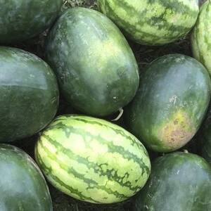 king sized melons - Fresh at the Market: Watermelons plentiful | Lifestyles |  muskogeephoenix.com