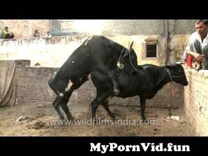 black cow porn - Black Cows mating in India from man fuck caw hean full sexesi big chut lund  sexoyel