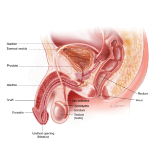 anal forced orgasm - Prostate Cancer â€“ Early-Stage: Symptoms, Diagnosis & Treatment - Urology  Care Foundation