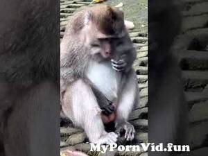 Monkey Cum Porn - Monkey eats it's sperm #weirdfacts #animals #nature from primate cum Watch  Video - MyPornVid.fun
