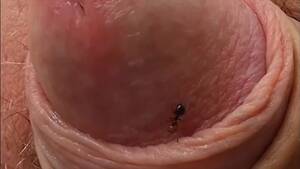 ants sucking dick - European little fire ant on cock sleeping daddy - ThisVid.com