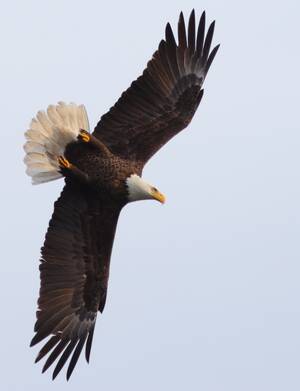 Eagle Porn - Tied spread eagle Porn Videos | Faphouse