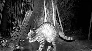 Cats Mating Porn - Feral Cats Mating on Infrared Trail Cam - Pussy Play and 70's Kitty Porn  Music - YouTube