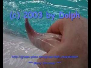 Fucking Dolphin Porn - Abdominal bulge censored cetacean dolphin female