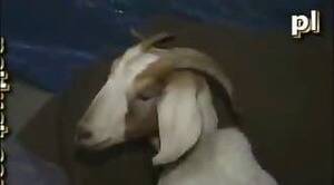 Goats Sex Movies - Man fuck goat