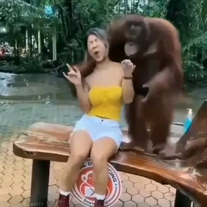 Baboon Tits - Sus monke : r/HolUp