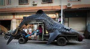 Chinese Fisherman Porn - Endangered whale shark caught by Chinese fishermen