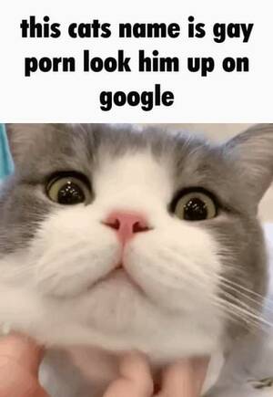 Look Up Gay Porn - This cats name is gay porn look him up on google - iFunny