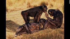 Monkeys Mating With Humans Sex - Primates such as chimpanzees and bonobo monkeys, pictured, do not conform  to a mating