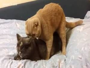 Guy Fucks Cat Porn - Owner captures their two cats fucking on the bed - LuxureTV